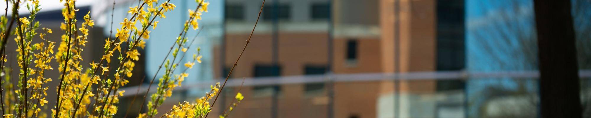 Kindschi Hall reflected in the glass panels of the Rec Center with a yellow bush in front